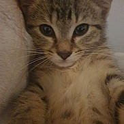 Khéops participe au concours pour gagner de l'argent avec cette photo : abyssinian, animal, cat, egyptiancat, kitten, manx, pet, siamese