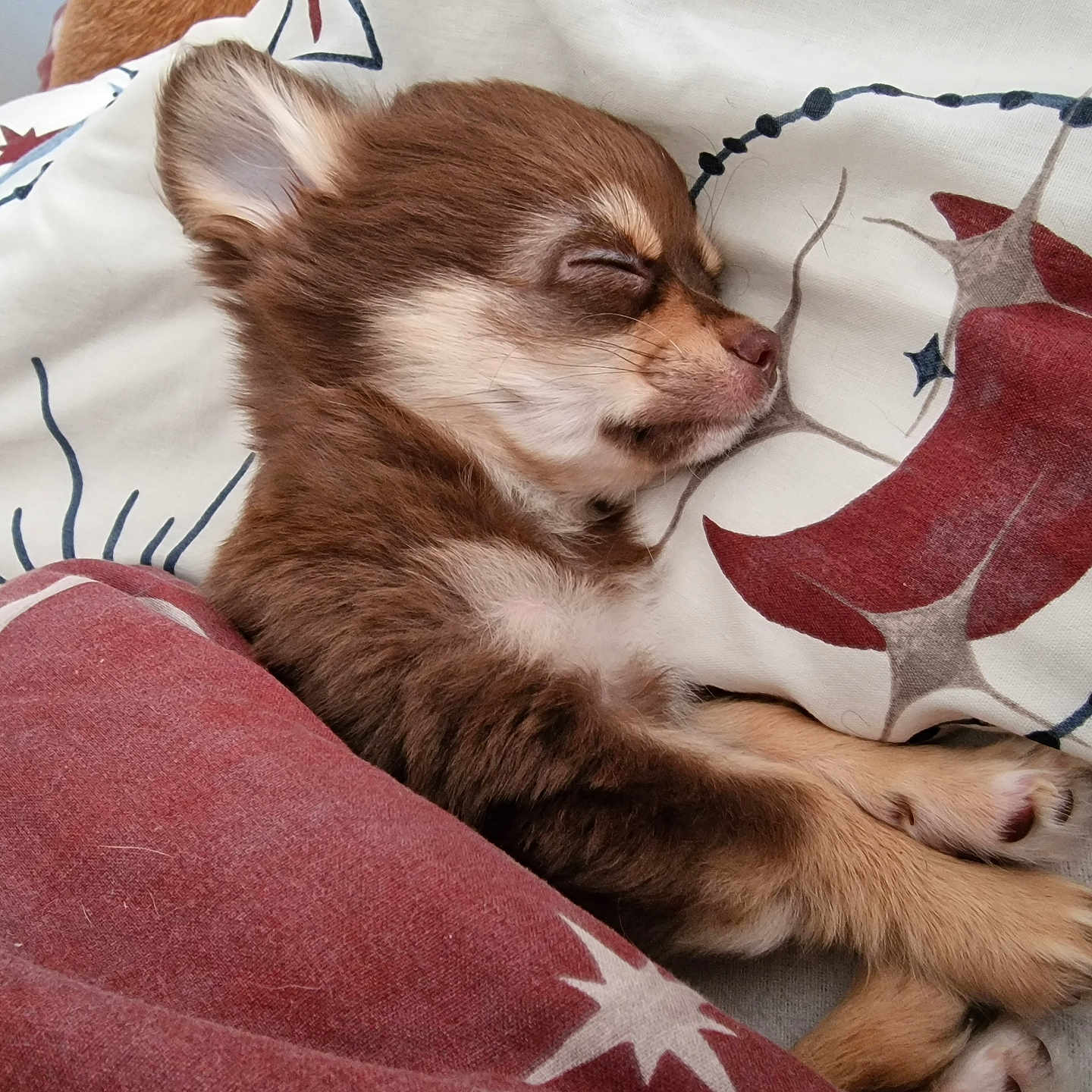 Dexter is registered to the contest to win money with this photo: animal, bed, blanket, canine, cat, chihuahua, couch, cushion, dog, furniture, homedecor, hound, husky, kitten, linen, person, pet, pillow, puppy, sleeping
