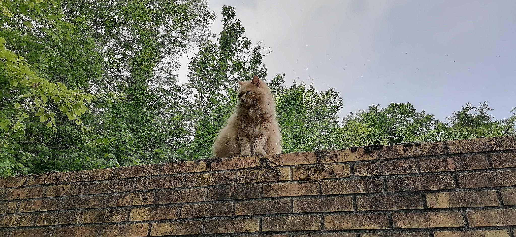 Chiffon participe au concours pour gagner de l'argent avec cette photo : ancient_history, brick, brickwork, cloud, fawn, felidae, grass, historic_site, history, monument, rock, roof, sculpture, sky, snout, terrestrial_animal, tree, trunk, wildlife, wood