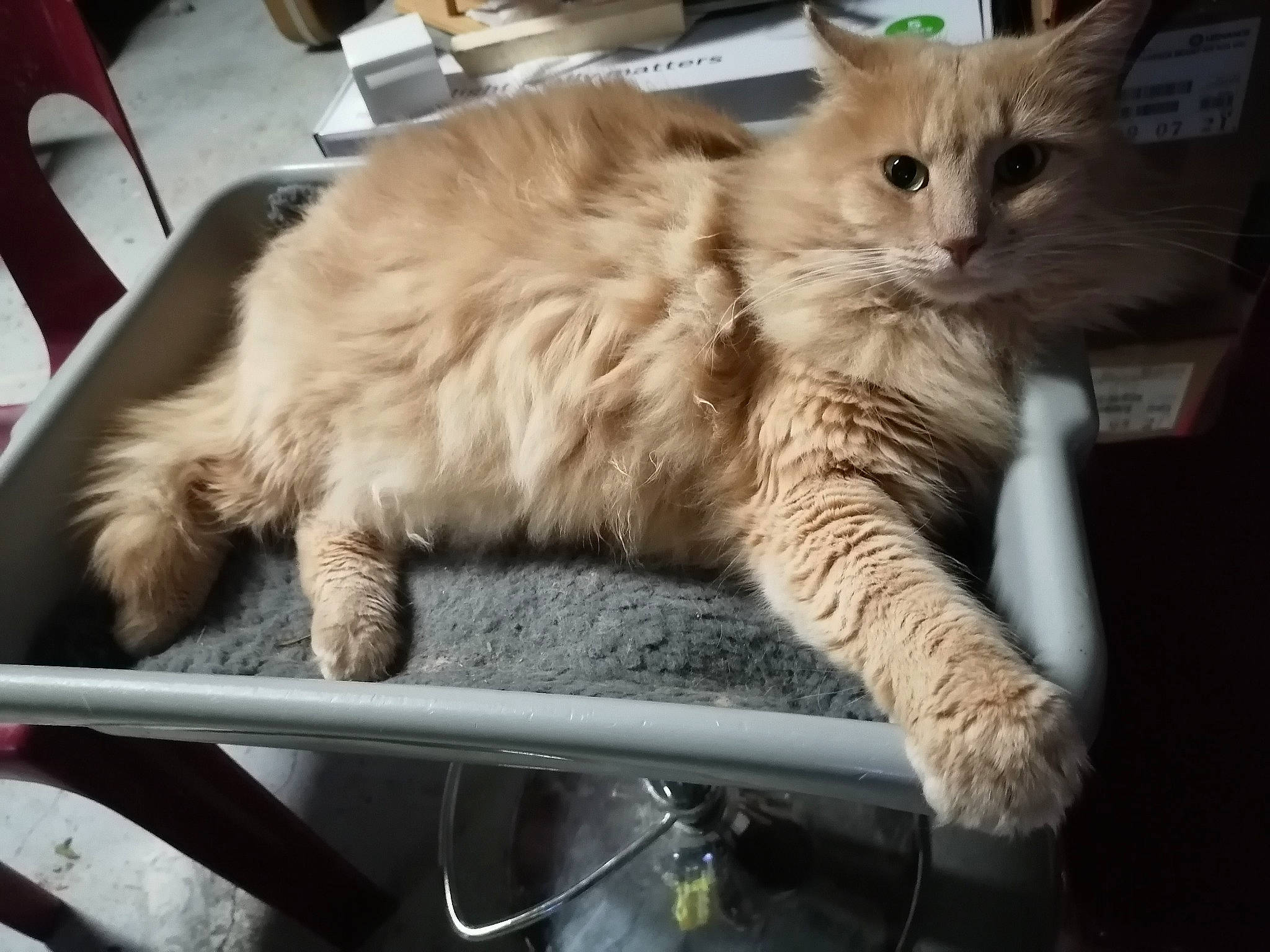 Chiffon participe au concours pour gagner de l'argent avec cette photo : box, british_longhair, carnivore, cat, chair, claw, domestic_short_haired_cat, fawn, felidae, fur, maine_coon, paw, small_to_medium_sized_cats, snout, tail, terrestrial_animal, whiskers