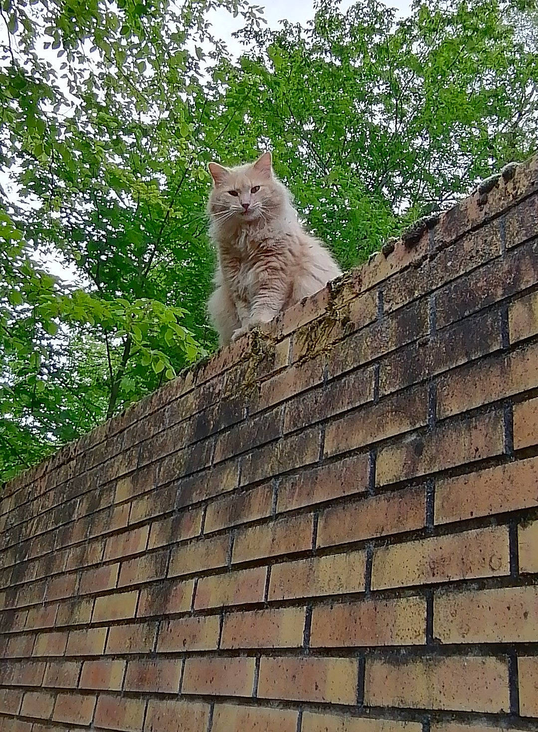 Chiffon participe au concours pour gagner de l'argent avec cette photo : brick, brickwork, building, carnivore, cat, eye, fawn, felidae, grass, house, plant, roof, sky, small_to_medium_sized_cats, snout, tree, trunk, whiskers, window, wood