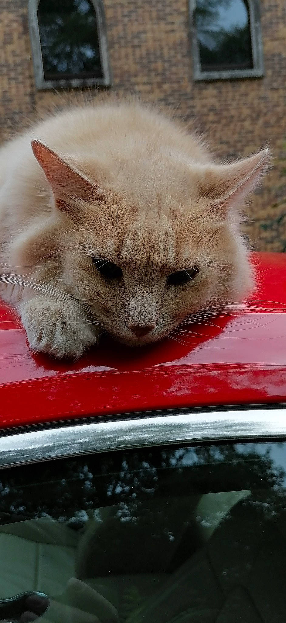 Chiffon participe au concours pour gagner de l'argent avec cette photo : automotive_exterior, automotive_mirror, carnivore, cat, cat_supply, domestic_short_haired_cat, fawn, felidae, fur, glass, hood, motor_vehicle, small_to_medium_sized_cats, snout, terrestrial_animal, vehicle, whiskers, window, windscreen_wiper, windshield