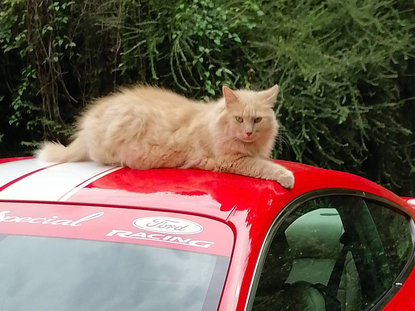 Chiffon a rejoint le concours — aidez-le/la à gagner de superbes lots ! automotive_exterior, automotive_lighting, automotive_mirror, automotive_tail_brake_light, car, carnivore, cat, felidae, fender, grass, hood, motor_vehicle, plant, small_to_medium_sized_cats, snout, vehicle, vehicle_door, whiskers, windscreen_wiper, windshield