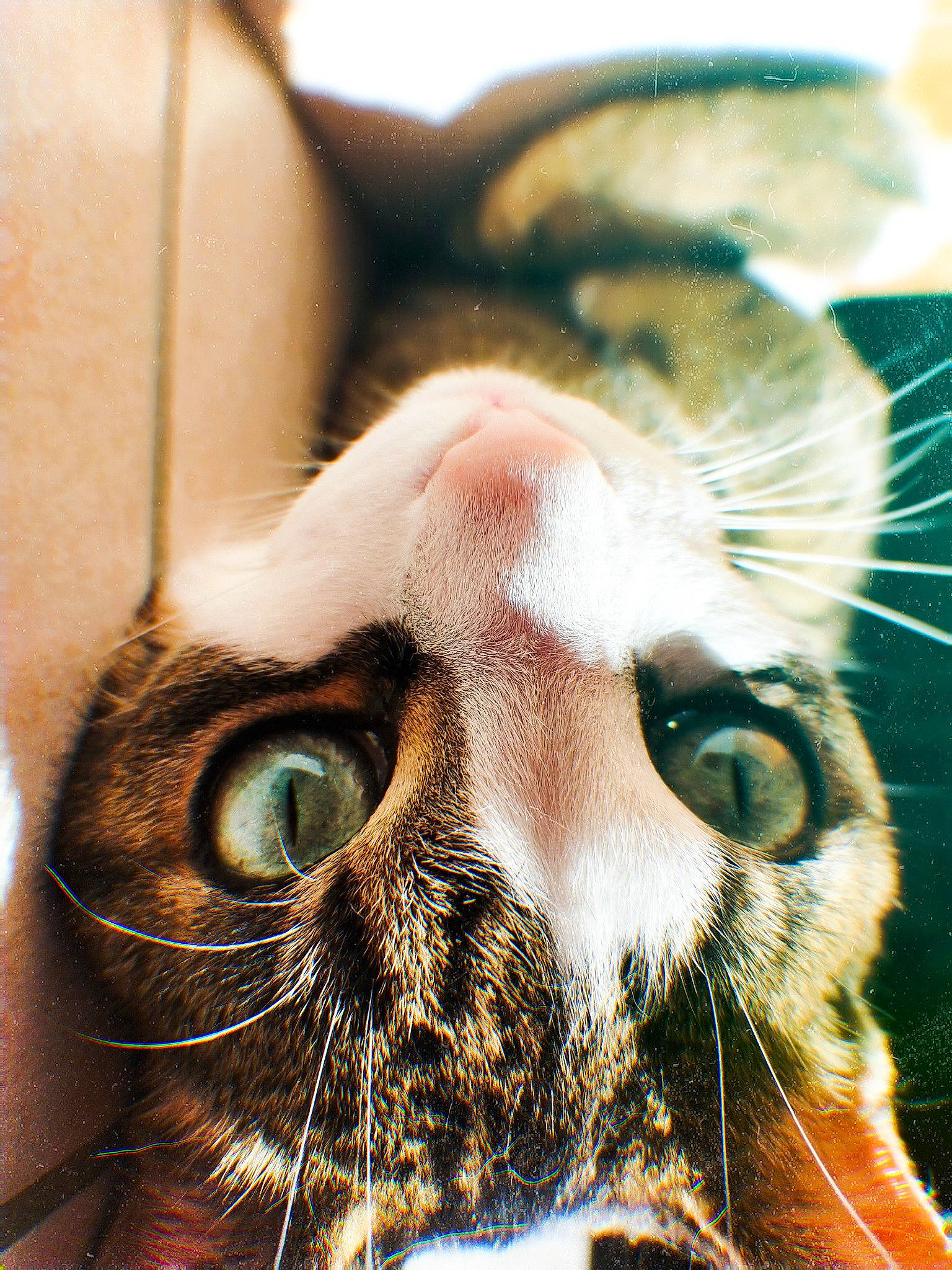 Bambou a rejoint le concours — aidez-le/la à gagner de superbes lots ! carnivore, cat, close_up, comfort, domestic_short_haired_cat, ear, eye, eyelash, felidae, fur, head, jaw, mammal, nose, organism, paw, small_to_medium_sized_cats, snout, whiskers, wildlife