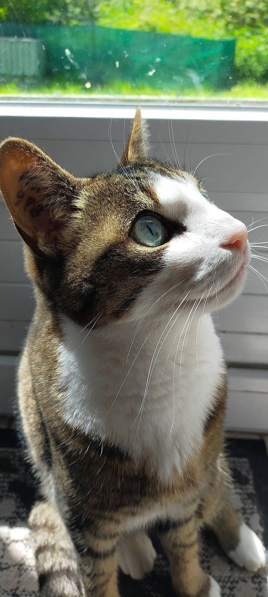 Bambou participe au concours pour gagner de l'argent avec cette photo : carnivore, cat, domestic_short_haired_cat, door, felidae, fur, small_to_medium_sized_cats, snout, terrestrial_animal, vertebrate, whiskers, window