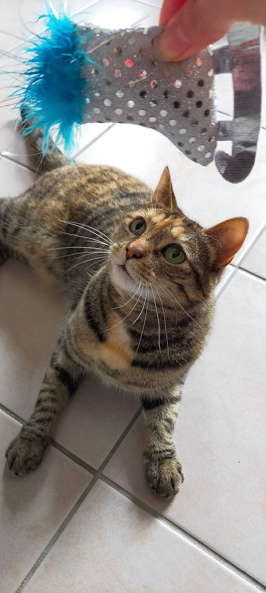 Mirca a rejoint le concours — aidez-le/la à gagner de superbes lots ! carnivore, cat, claw, domestic_short_haired_cat, ear, eye, felidae, fur, hair, head, paw, small_to_medium_sized_cats, snout, tail, terrestrial_animal, whiskers, wildlife