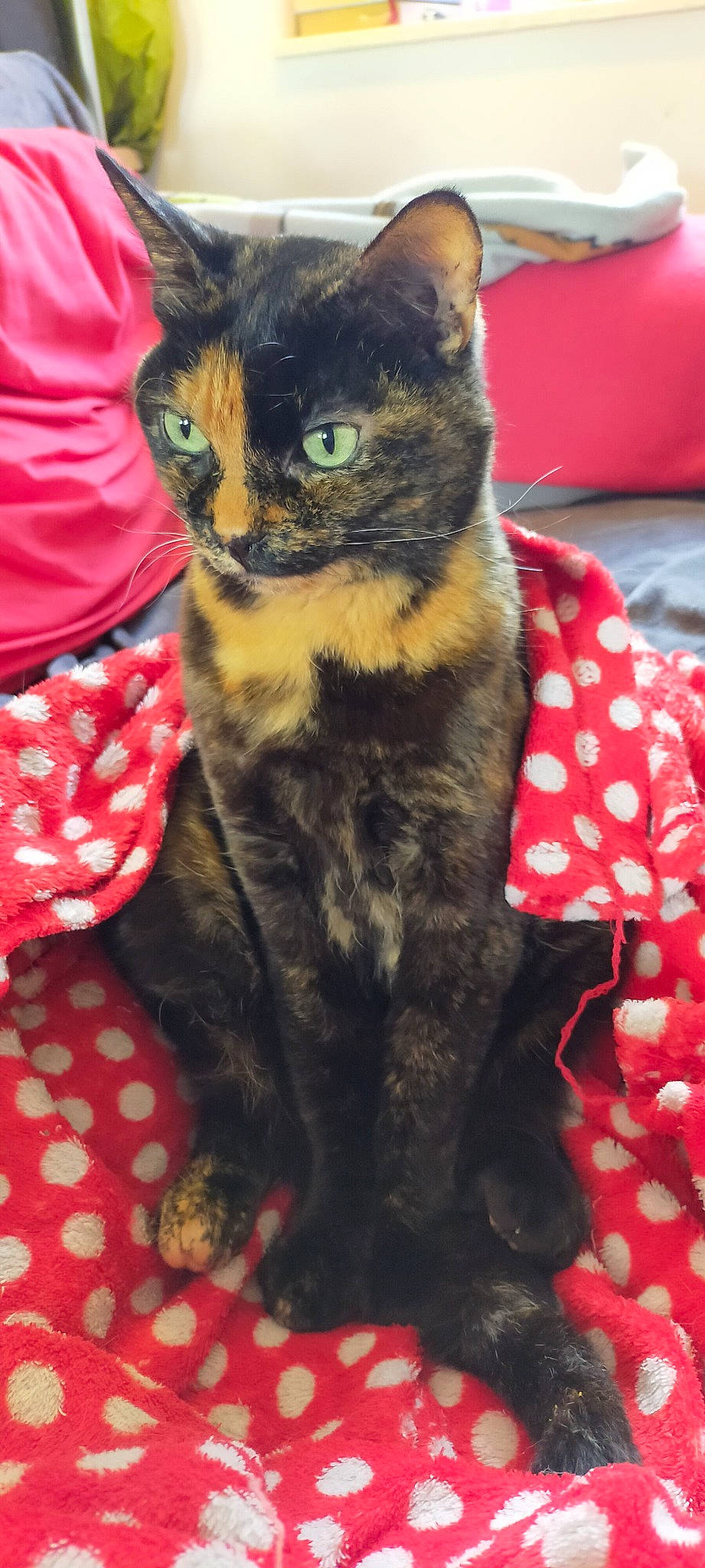 Bobine participe au concours pour gagner de l'argent avec cette photo : carnivore, cat, cat_supply, claw, comfort, couch, domestic_short_haired_cat, felidae, fur, linens, pattern, paw, plaid, small_to_medium_sized_cats, tail, tartan, whiskers