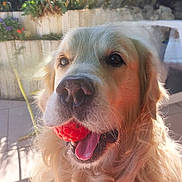 Rusty a rejoint le concours — aidez-le/la à gagner de superbes lots ! dog, golden_retriever, pet, fluffy, long_hair, fur, red_ball, toy, open_mouth, tongue, outdoor, garden, patio, sunlight, portrait, close_up, happy, playful, sitting, animal