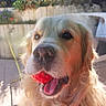 dog, golden_retriever, pet, fluffy, long_hair, fur, red_ball, toy, open_mouth, tongue, outdoor, garden, patio, sunlight, portrait, close_up, happy, playful, sitting, animal