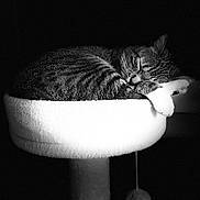 Ariel participe au concours pour gagner de l'argent avec cette photo : cat, tabby, sleeping, pet, feline, resting, cozy, indoor, cat_perch, fur, whiskers, paw, animal, quiet, black_and_white, soft_light, domestic_cat, relaxed, cute, bed