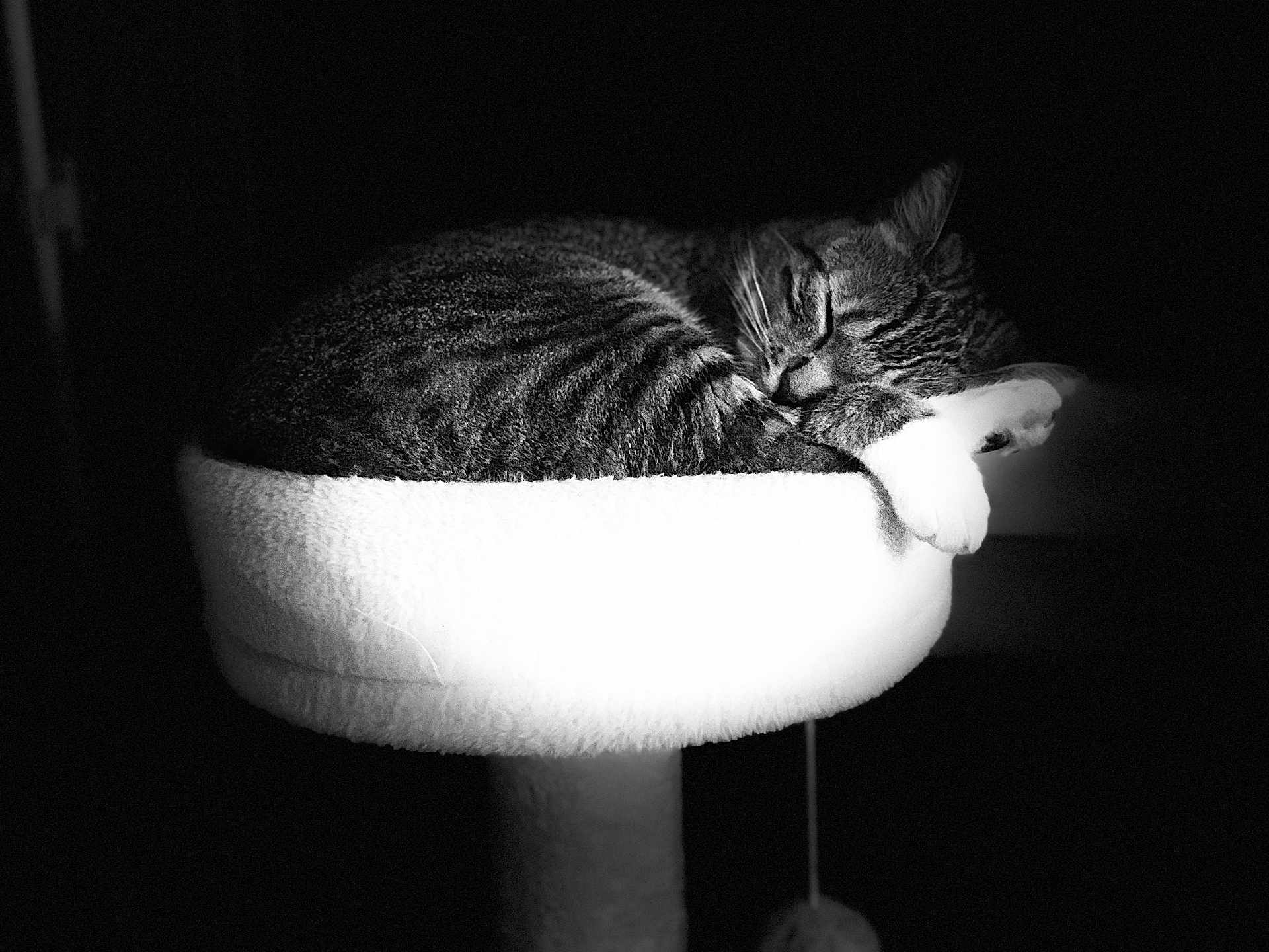 Ariel participe au concours pour gagner de l'argent avec cette photo : cat, tabby, sleeping, pet, feline, resting, cozy, indoor, cat_perch, fur, whiskers, paw, animal, quiet, black_and_white, soft_light, domestic_cat, relaxed, cute, bed
