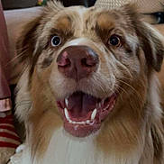 Volt participe au concours pour gagner de l'argent avec cette photo : dog, australian_shepherd, smiling, happy, indoor, pet, close_up, fur, canine, teeth, face, brown, white, eyes, tongue, nose, animal, companion, house, furniture