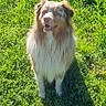 Volt a rejoint le concours — aidez-le/la à gagner de superbes lots ! dog, australian_shepherd, grass, outdoor, sunlight, happy, pet, animal, fur, nature, greenery, canine, mammal, standing, daylight, friendly, tongue, ears, eyes, shadow