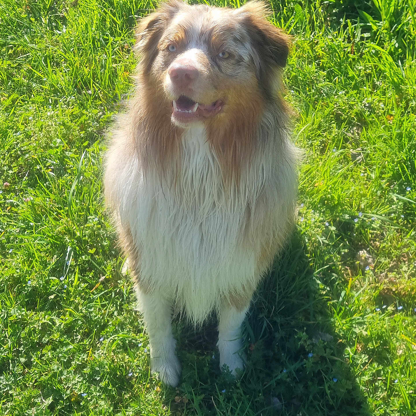 Volt a rejoint le concours — aidez-le/la à gagner de superbes lots ! dog, australian_shepherd, grass, outdoor, sunlight, happy, pet, animal, fur, nature, greenery, canine, mammal, standing, daylight, friendly, tongue, ears, eyes, shadow