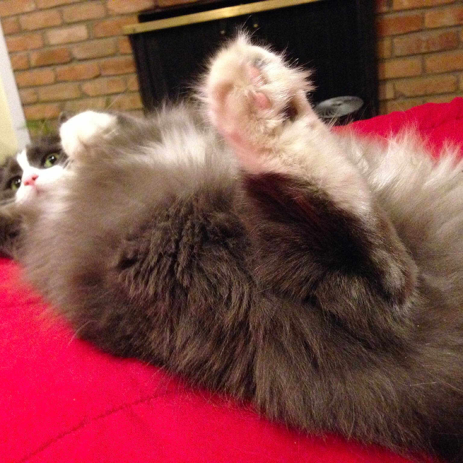 Bapu is registered to the contest to win money with this photo: