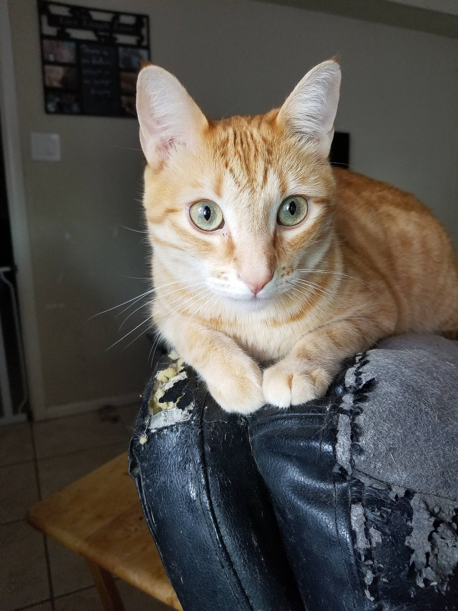 Ace joined the competition — help win amazing prizes! aegean_cat, american_shorthair, arabian_mau, asian, carnivore, cat, chausie, domestic_short_haired_cat, dragon_li, european_shorthair, eye, felidae, german_rex, mammal, ojos_azules, small_to_medium_sized_cats, snout, tabby_cat, vertebrate, whiskers