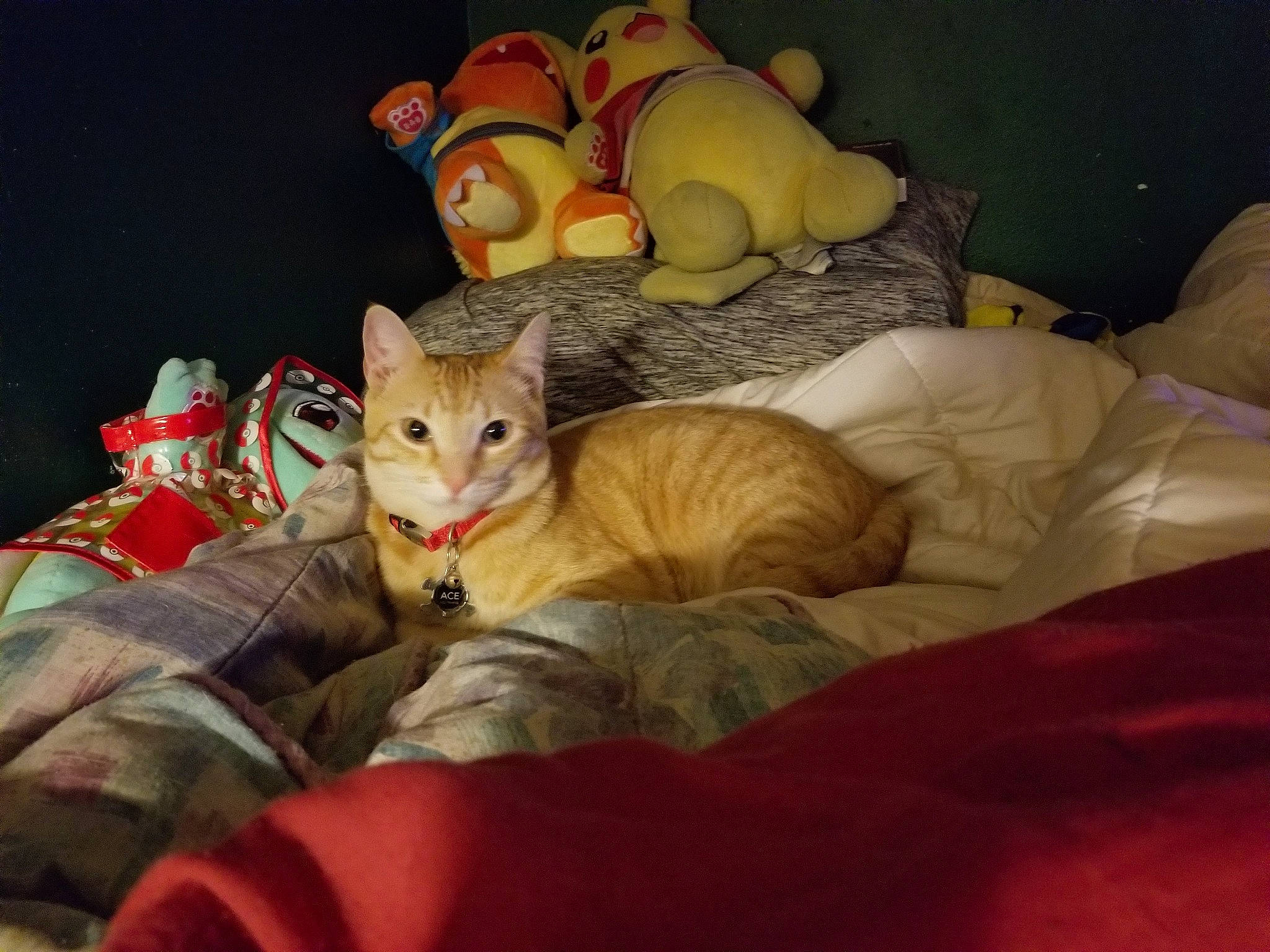 Ace joined the competition — help win amazing prizes! asian, bed, bedtime, carnivore, cat, chausie, ear, european_shorthair, fawn, felidae, fur, kitten, nap, night, singapura, sleep, small_to_medium_sized_cats, tabby_cat, tail, whiskers