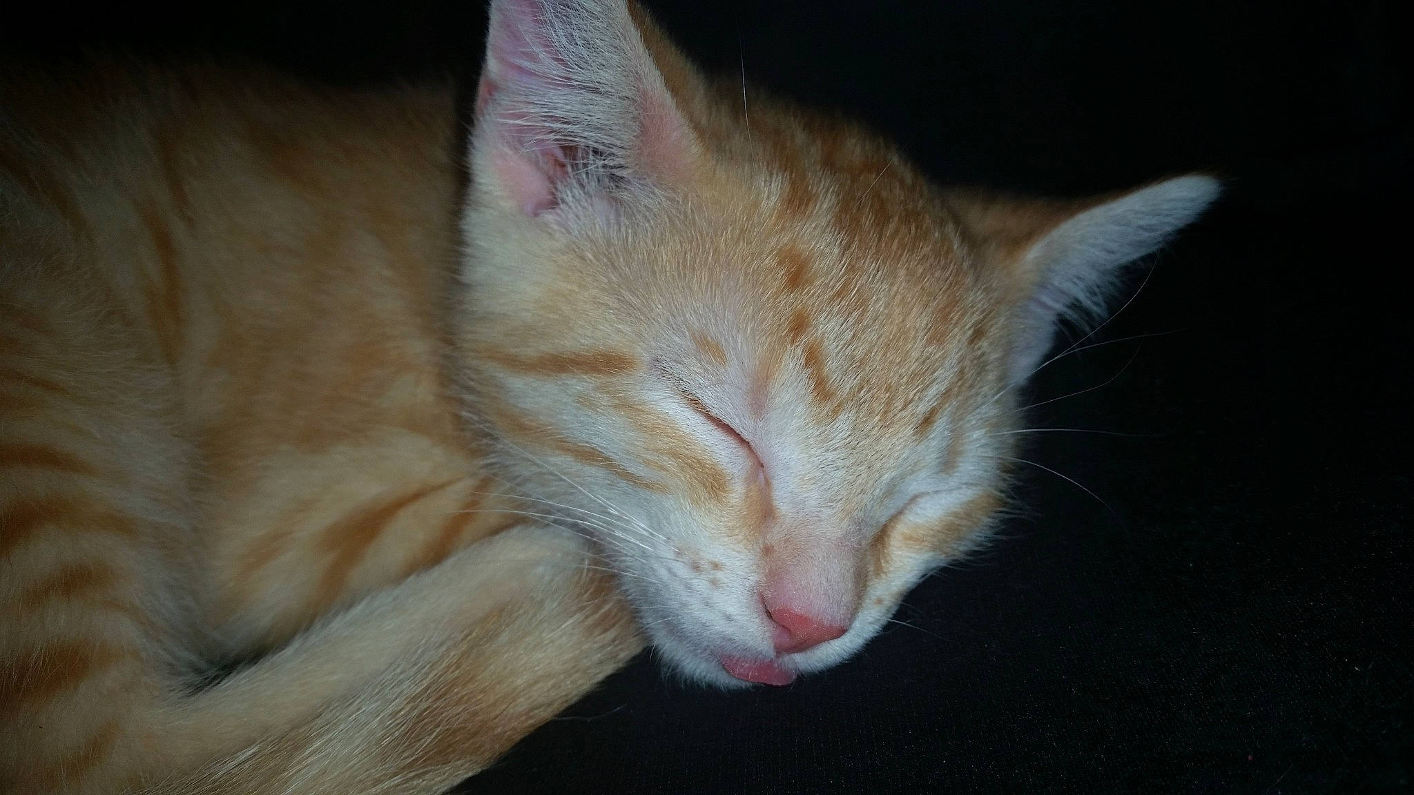 Ace is registered to the contest to win money with this photo: aegean_cat, arabian_mau, asian, carnivore, cat, close_up, european_shorthair, felidae, fur, german_rex, kitten, mammal, nap, nose, ojos_azules, small_to_medium_sized_cats, snout, tabby_cat, vertebrate, whiskers