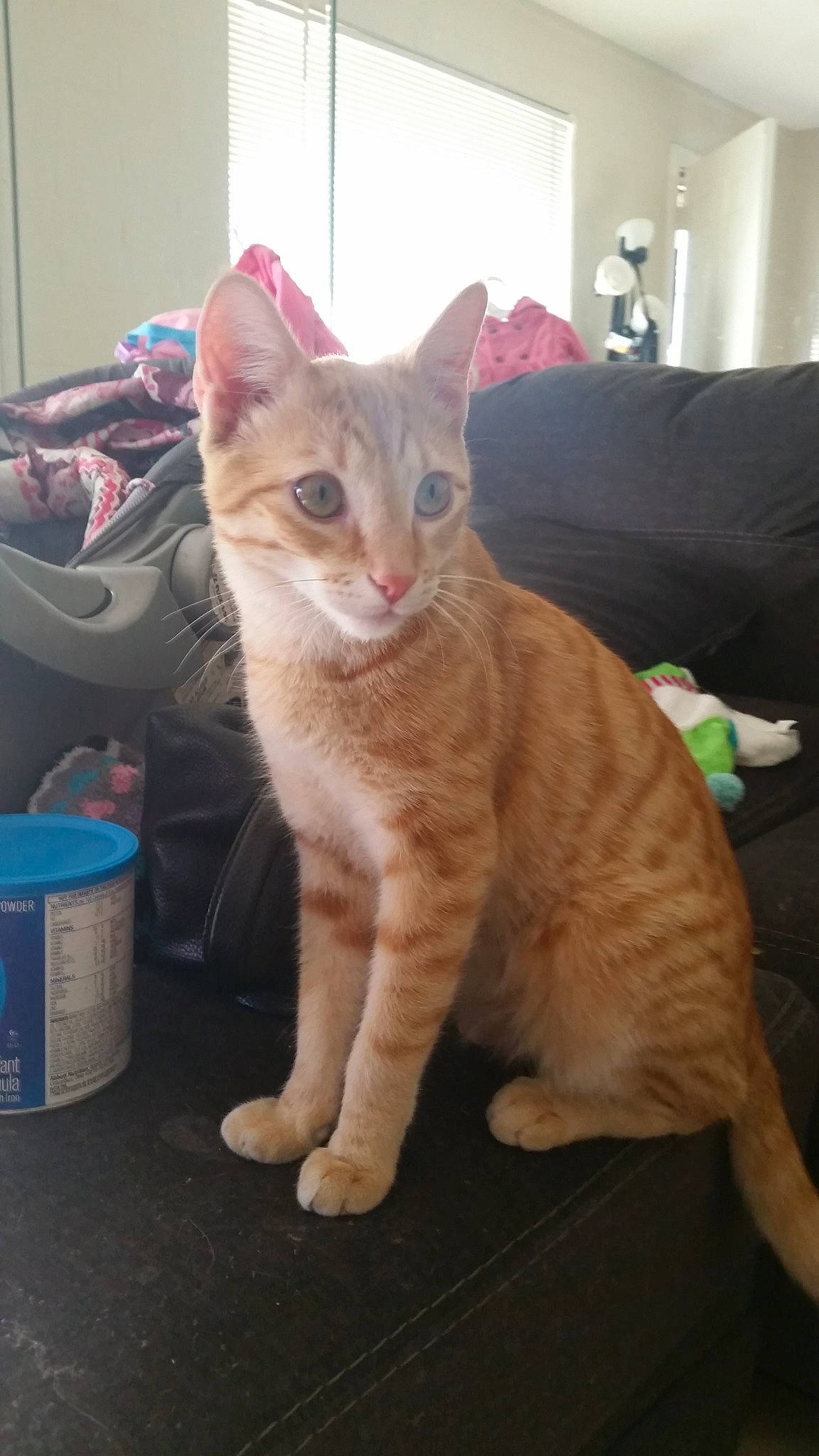 Ace joined the competition — help win amazing prizes! aegean_cat, arabian_mau, asian, australian_mist, carnivore, cat, domestic_short_haired_cat, european_shorthair, fawn, felidae, german_rex, kitten, mammal, ojos_azules, polydactyl_cat, small_to_medium_sized_cats, tabby_cat, tail, vertebrate, whiskers