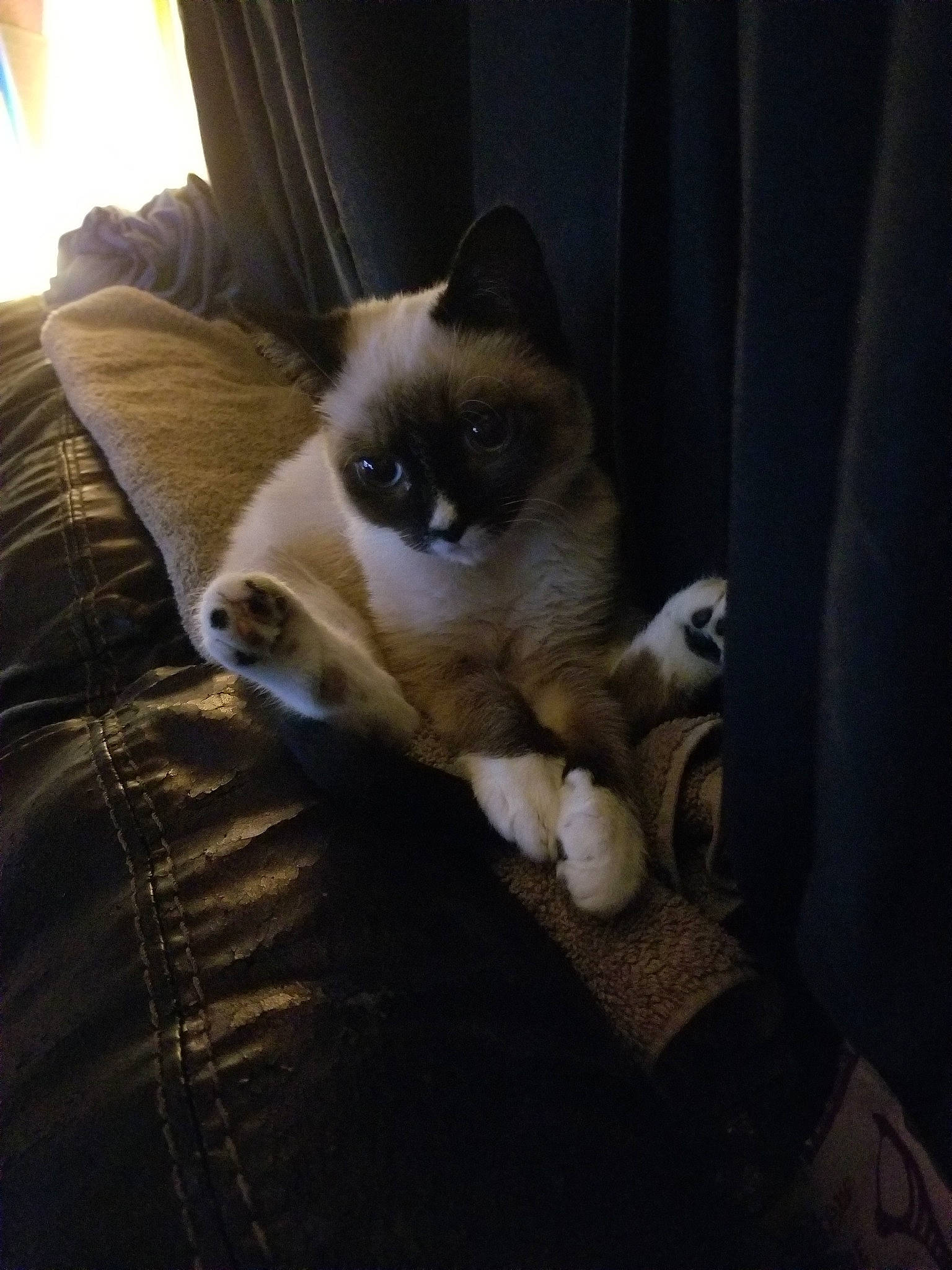 Haru is registered to the contest to win money with this photo: birman, carnivore, cat, ear, fawn, felidae, fur, himalayan, kitten, mammal, night, ragdoll, siamese, small_to_medium_sized_cats, snowshoe, thai, tonkinese, whiskers