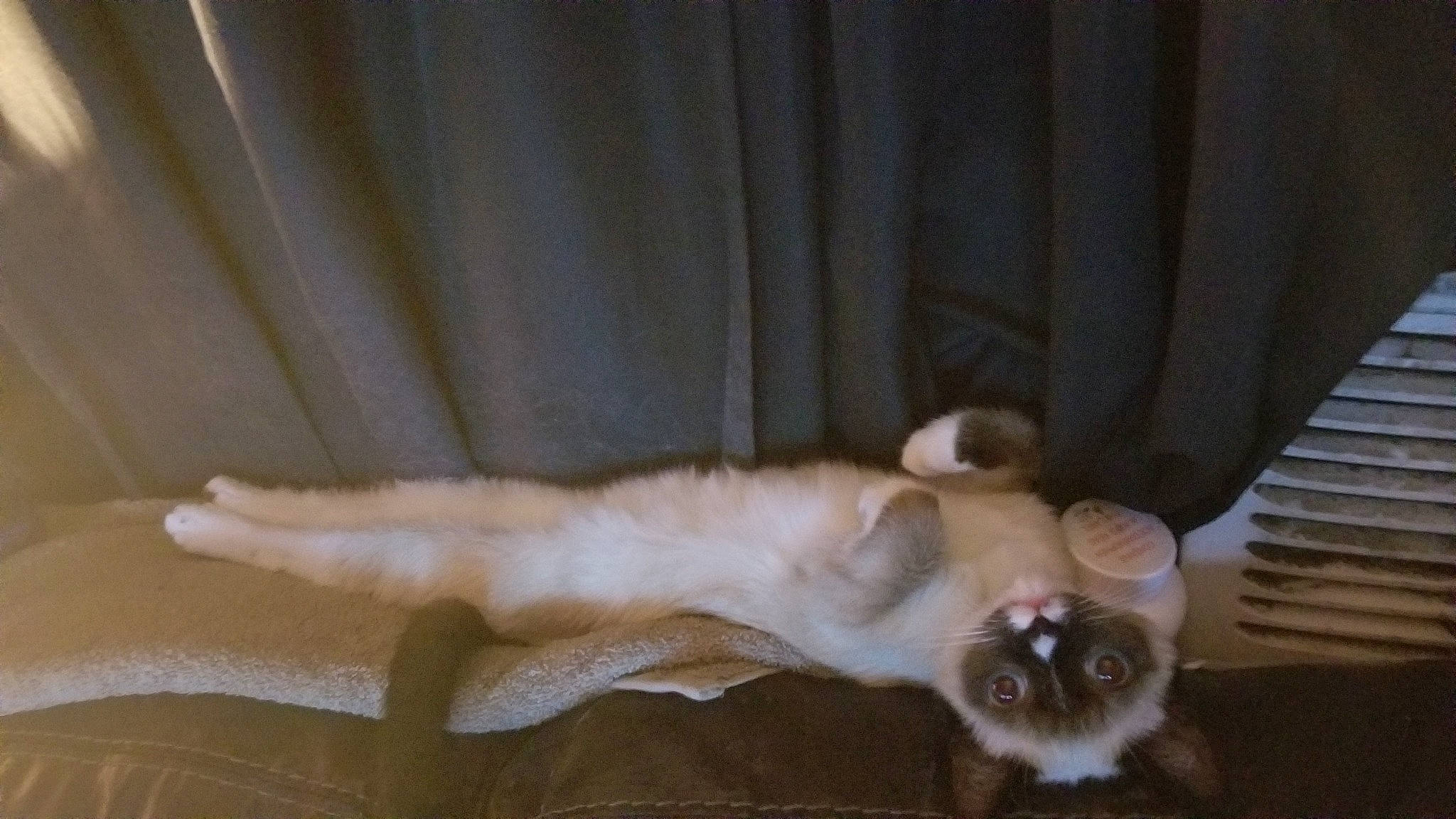 Haru is registered to the contest to win money with this photo: american_curl, balinese, burmilla, carnivore, cat, fawn, felidae, fur, kitten, mammal, paw, small_to_medium_sized_cats, tail, whiskers