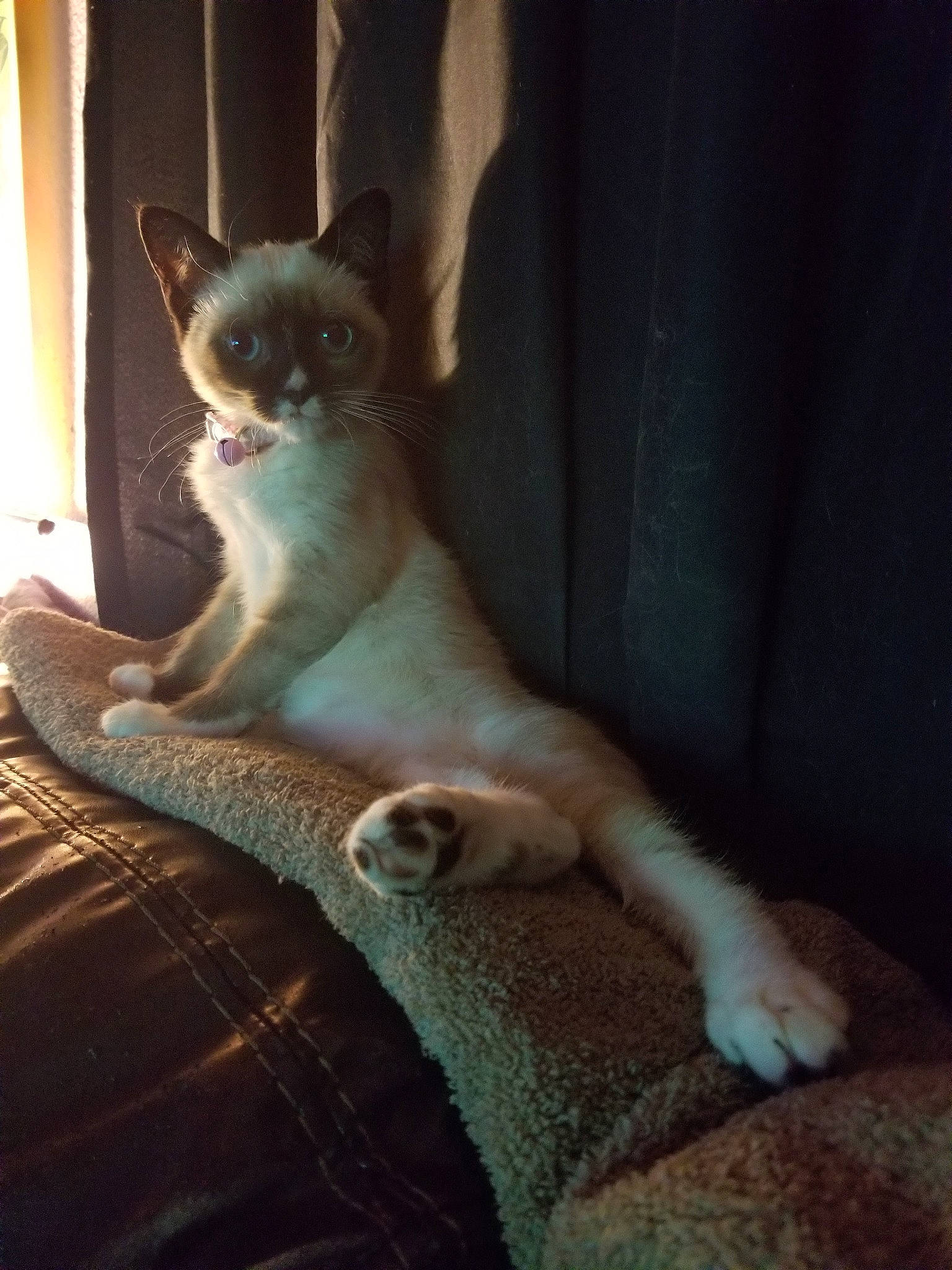 Haru joined the competition — help win amazing prizes! asian, burmese, carnivore, cat, fawn, felidae, kitten, mammal, ojos_azules, polydactyl_cat, small_to_medium_sized_cats, tail, thai, tonkinese, whiskers