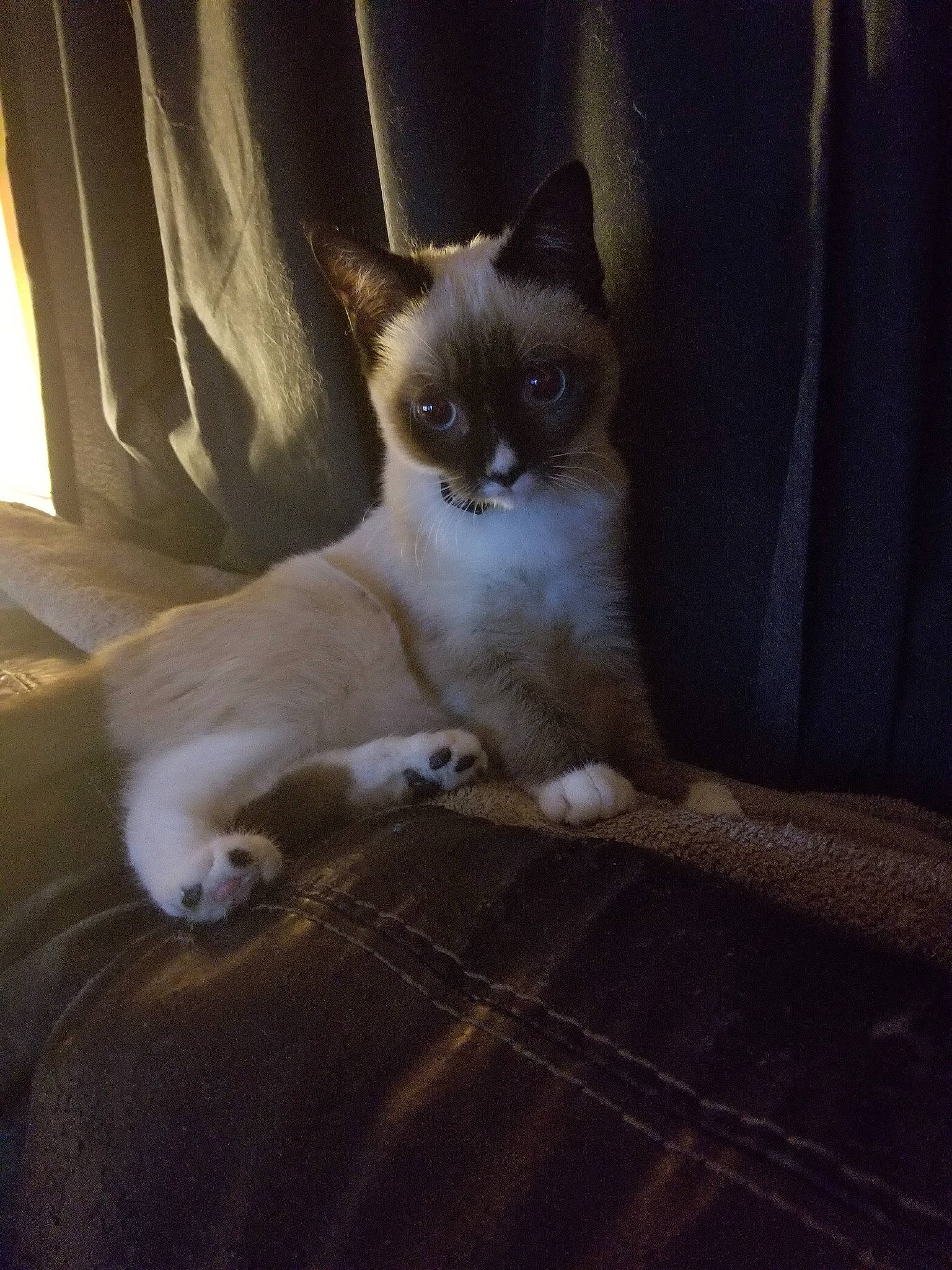 Haru is registered to the contest to win money with this photo: asian, birman, burmese, carnivore, cat, eye, fawn, felidae, kitten, mammal, ojos_azules, ragdoll, siamese, skin, small_to_medium_sized_cats, snowshoe, thai, tonkinese, vertebrate, whiskers