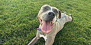 Phoebe is registered to the contest to win money with this photo: dog, grass, tongue_out, happy, sunset, outdoor, pet, playing, animal, collar, field, canine, summer, nature, fun, relaxing, active, greenery, daylight, leisure