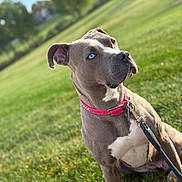 Phoebe joined the competition — help win amazing prizes! dog, canine, pet, outdoor, grass, collar, leash, blue_eyes, sitting, portrait, animal, nature, park, sunlight, greenery, closeup, focused, alert, mammal, pitbull