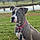 Phoebe