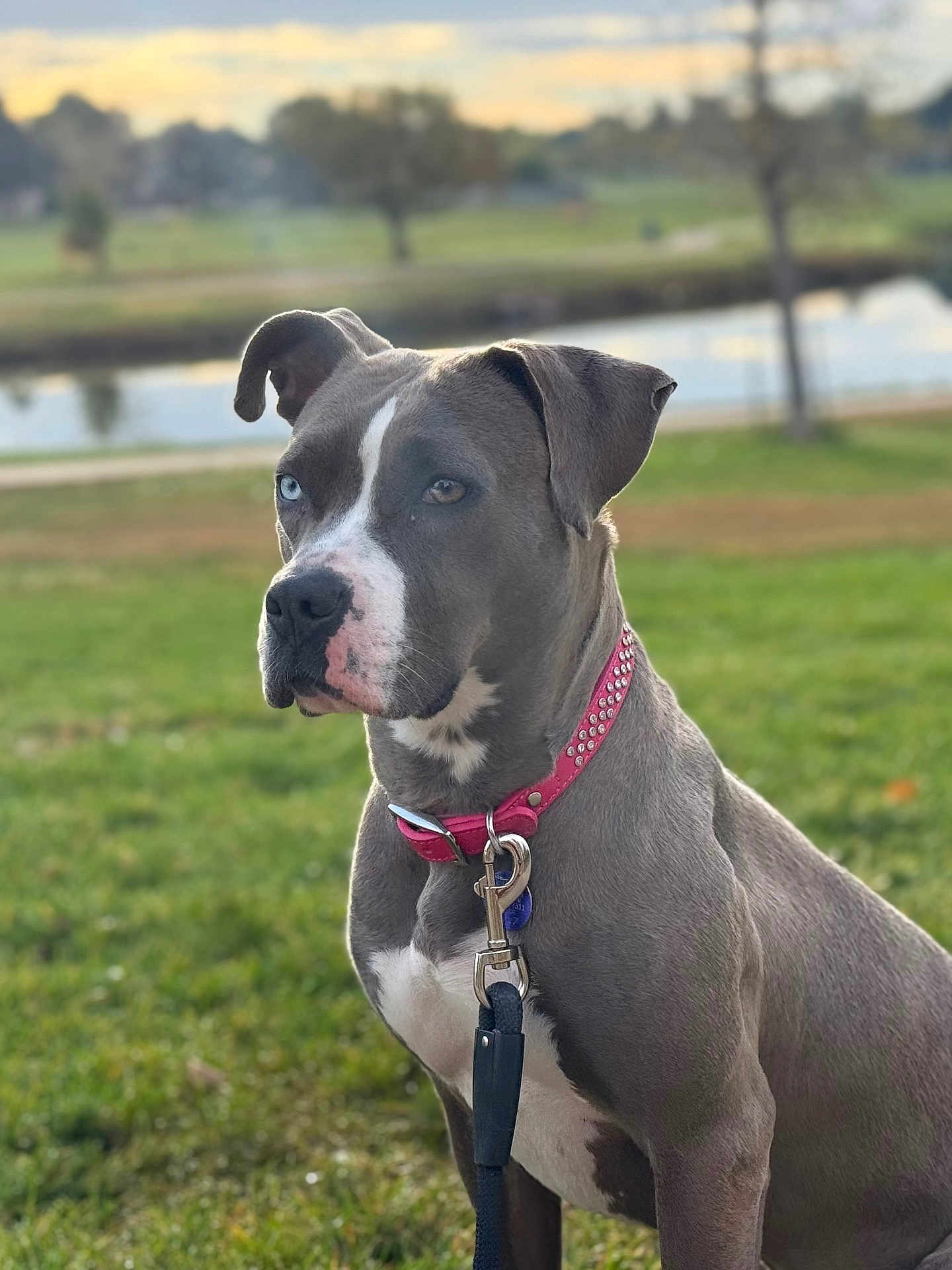 Phoebe