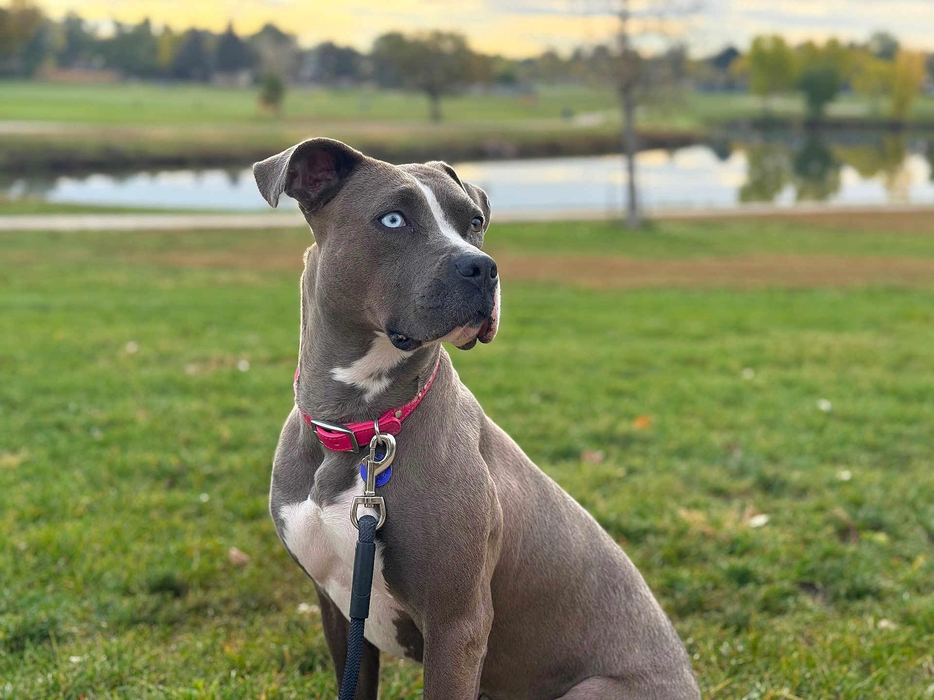 Phoebe
