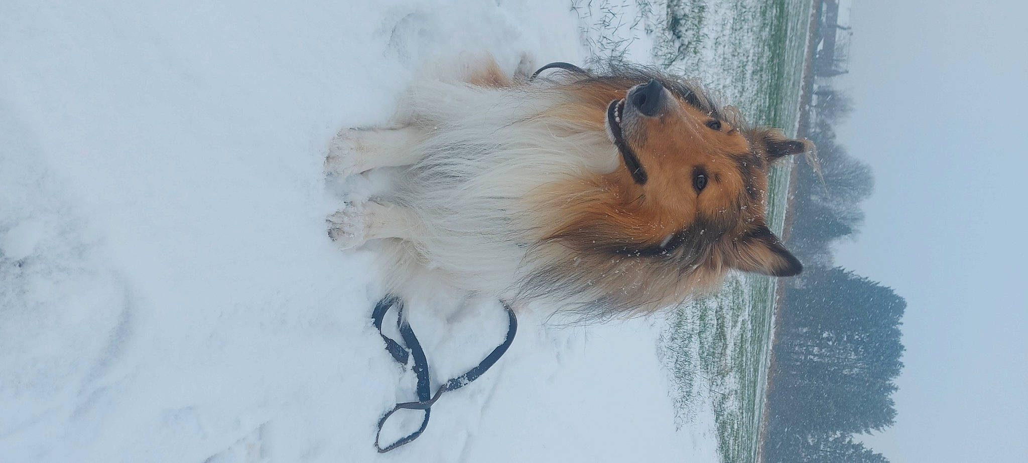 Diego a rejoint le concours — aidez-le/la à gagner de superbes lots ! canidae, dog_breed, fawn, feather, fur, liver, snout, snow, tail, whiskers, winter