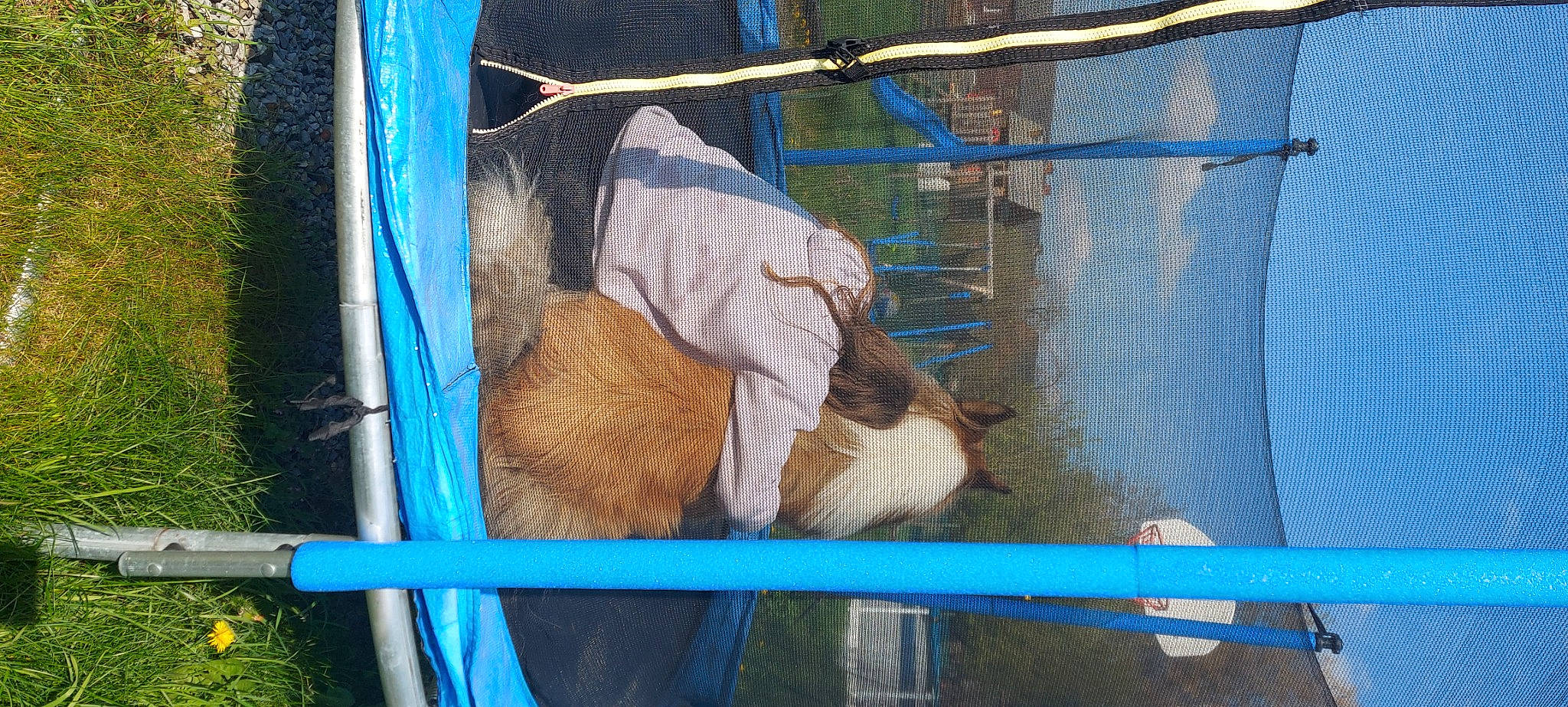 Diego a rejoint le concours — aidez-le/la à gagner de superbes lots ! animal_shelter, blue, bovine, cage, chain_link_fencing, electric_blue, fence, galliformes, livestock, mesh, pet_supply, phasianidae, recreation, service, snout, sporting_group, suidae, terrestrial_animal, wire_fencing, working_animal