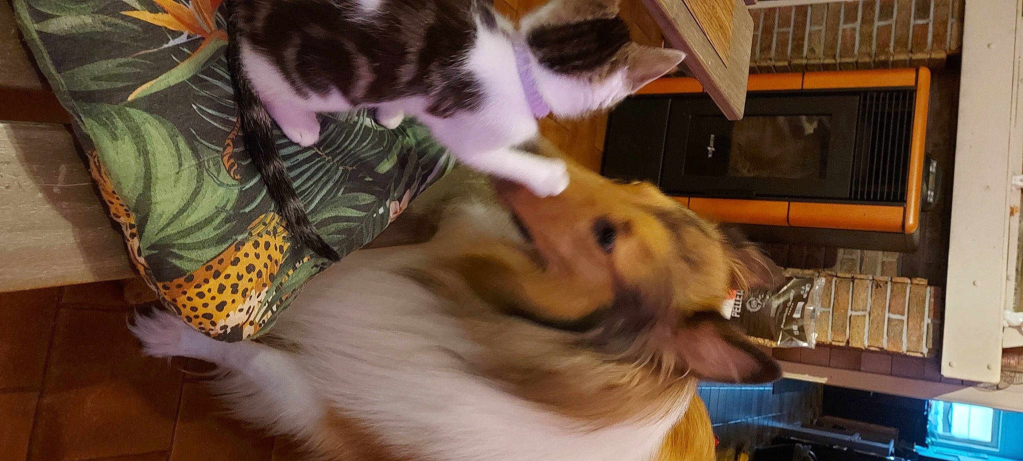 Diego a rejoint le concours — aidez-le/la à gagner de superbes lots ! carnivore, cat, collie, companion_dog, dog, dog_breed, domestic_short_haired_cat, ear, fawn, felidae, fur, lap, paw, rough_collie, small_to_medium_sized_cats, snout, spitz, sporting_group, tail, whiskers