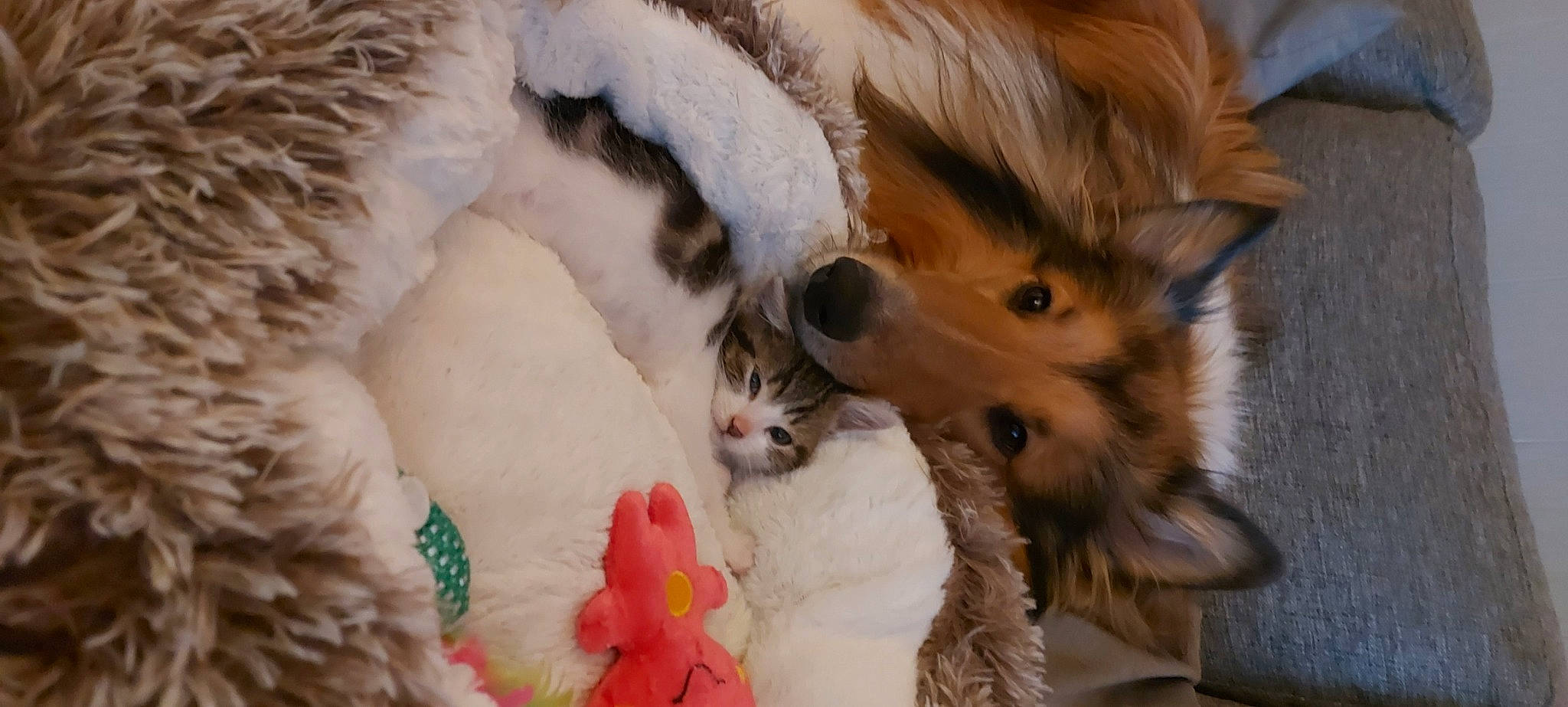 Léya a rejoint le concours — aidez-le/la à gagner de superbes lots ! canidae, carnivore, cat, claw, companion_dog, dog_breed, event, fawn, felidae, fur, mammal, natural_material, paw, small_to_medium_sized_cats, snout, tail, textile, toy, vertebrate, whiskers