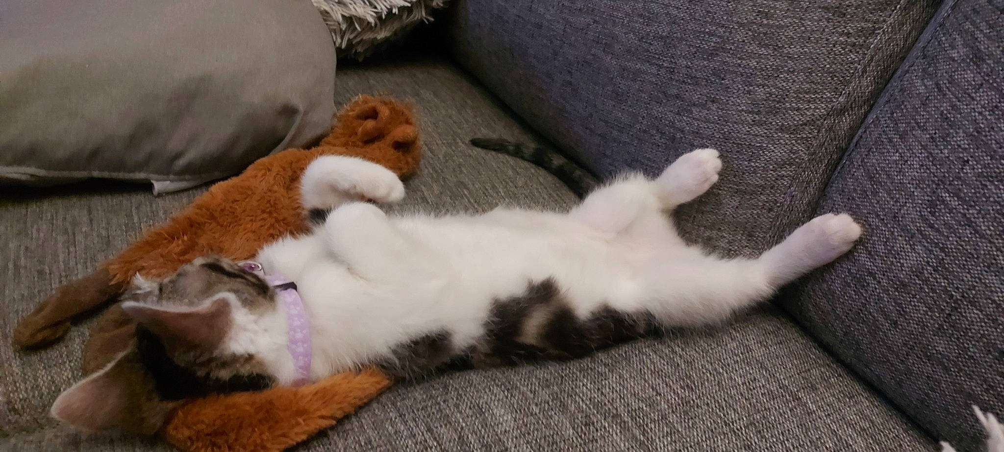 Léya a rejoint le concours — aidez-le/la à gagner de superbes lots ! carnivore, cat, claw, comfort, domestic_short_haired_cat, fawn, felidae, fur, mammal, paw, small_to_medium_sized_cats, snout, tail, terrestrial_animal, vertebrate, whiskers