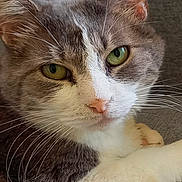 Horus participe au concours pour gagner de l'argent avec cette photo : cat, green_eyes, whiskers, gray_fur, white_fur, close_up, pet, animal, relaxed, indoor, sofa, feline, portrait, cute, mammal, domestic_animal, looking, resting, fur, face