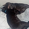 black_cat, cat, sleeping, snuggling, bed, blanket, collar, feline, pet, cozy, resting, indoor, animal, fur, cute, companion, soft, relaxing, two_cats, close