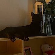Bug joined the competition — help win amazing prizes! black_cat, cat, shelf, flowers, vase, teddy_bear, picture_frame, wooden_furniture, indoor, dim_lighting, pet, animal, feline, decor, cozy, resting, curious, home, soft_toys, relaxed