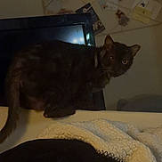 Jack Jack is registered to the contest to win money with this photo: cat, black_cat, furniture, blanket, indoor, bulletin_board, notes, pins, curious, pet, animal, dark, shadow, wall, cozy, home, domestic, looking, edge, quiet