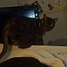 cat, black_cat, furniture, blanket, indoor, bulletin_board, notes, pins, curious, pet, animal, dark, shadow, wall, cozy, home, domestic, looking, edge, quiet