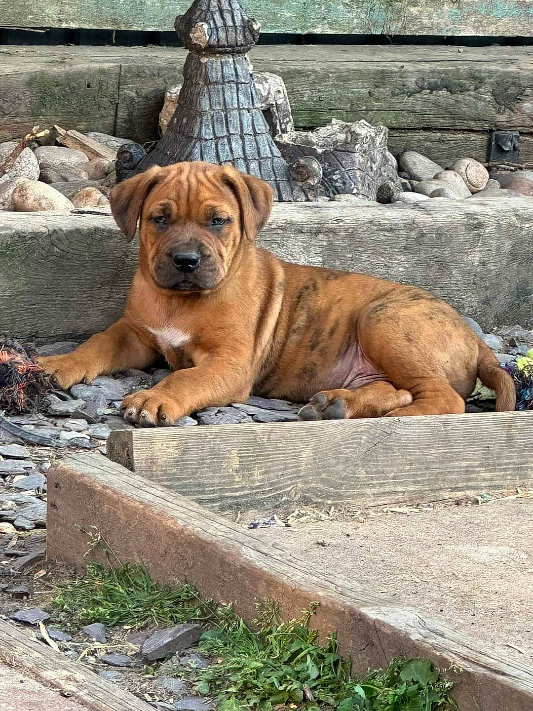 Hulk joined the competition — help win amazing prizes! ancient_dog_breeds, bored, carnivore, companion_dog, dog, dog_breed, fawn, molosser, non_sporting_group, plant, snout, sporting_group, terrestrial_animal, working_dog, wrinkle