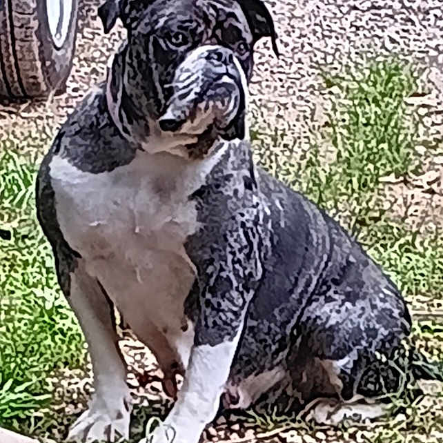 Sweet Baby D joined the competition — help win amazing prizes! alert, animal, black_and_white, bulldog, canine, companion, daylight, dog, ears, grass, gravel, nature, outdoor, paw, pet, portrait, short_hair, sitting, snout, tire