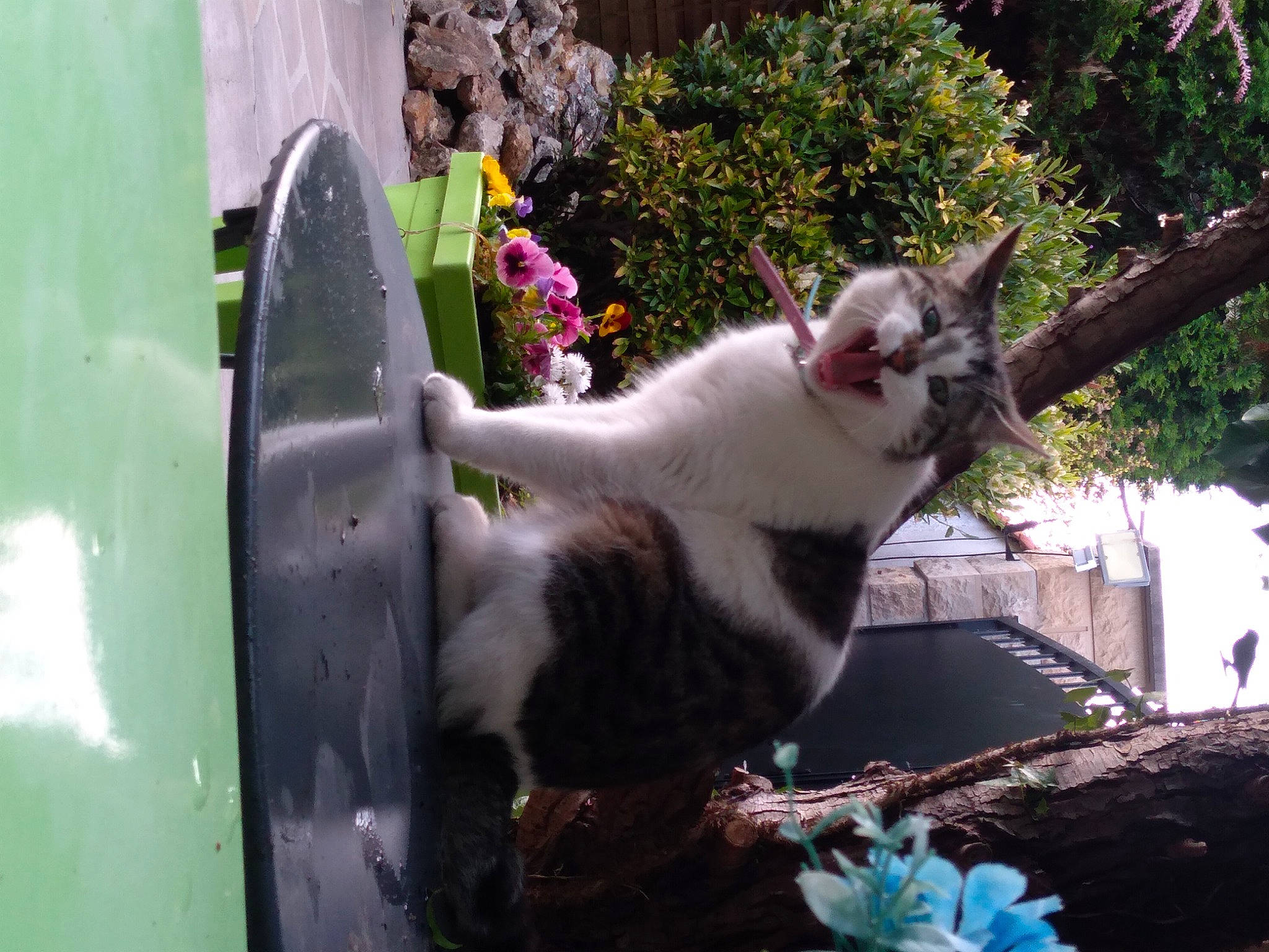 Grisette a rejoint le concours — aidez-le/la à gagner de superbes lots ! carnivore, cat, chair, domestic_short_haired_cat, fawn, felidae, flower, flowerpot, fur, grass, herbaceous_plant, houseplant, leaf, plant, small_to_medium_sized_cats, tail, tree, twig, whiskers, window