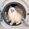 Pirouette participe au concours pour gagner de l'argent avec cette photo : cat, fluffy, blue_eyes, washing_machine, laundry, indoor, pet, curious, white_fur, gray_fur, household, cute, domestic_animal, feline, soft_texture, appliance, resting, clean, cozy, playful