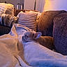 Nalah Hill joined the competition — help win amazing prizes! dog, puppy, sleeping, french_bulldog, pet, animal, indoors, living_room, couch, sofa, blanket, pillows, cozy, relaxed, resting, portrait, warm_lighting, purple_lighting, home_decor, nap