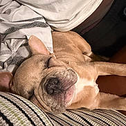 Nalah Hill is registered to the contest to win money with this photo: dog, puppy, sleeping, nap, indoor, bed, blanket, bedding, striped_fabric, brown_dog, floppy_ears, wrinkled_face, muzzle, closed_eyes, relaxed, cozy, pet, animal, portrait, candid