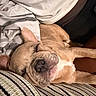 dog, puppy, sleeping, nap, indoor, bed, blanket, bedding, striped_fabric, brown_dog, floppy_ears, wrinkled_face, muzzle, closed_eyes, relaxed, cozy, pet, animal, portrait, candid
