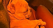 Nalah Hill joined the competition — help win amazing prizes! puppy, dog, sleeping, curled_up, small_dog, pet, animal, lap, person, couch, blanket, cozy, indoors, warm_lighting, orange_tone, relaxed, resting, close_up, fur, portrait